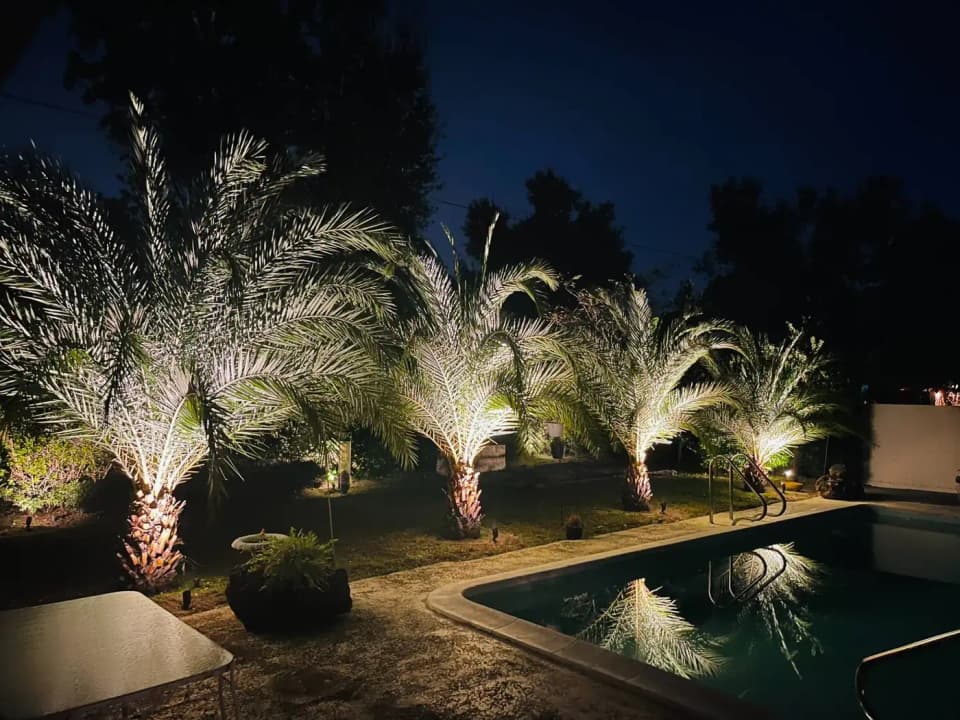 Date palm uplighting by pool at night in Central Florida